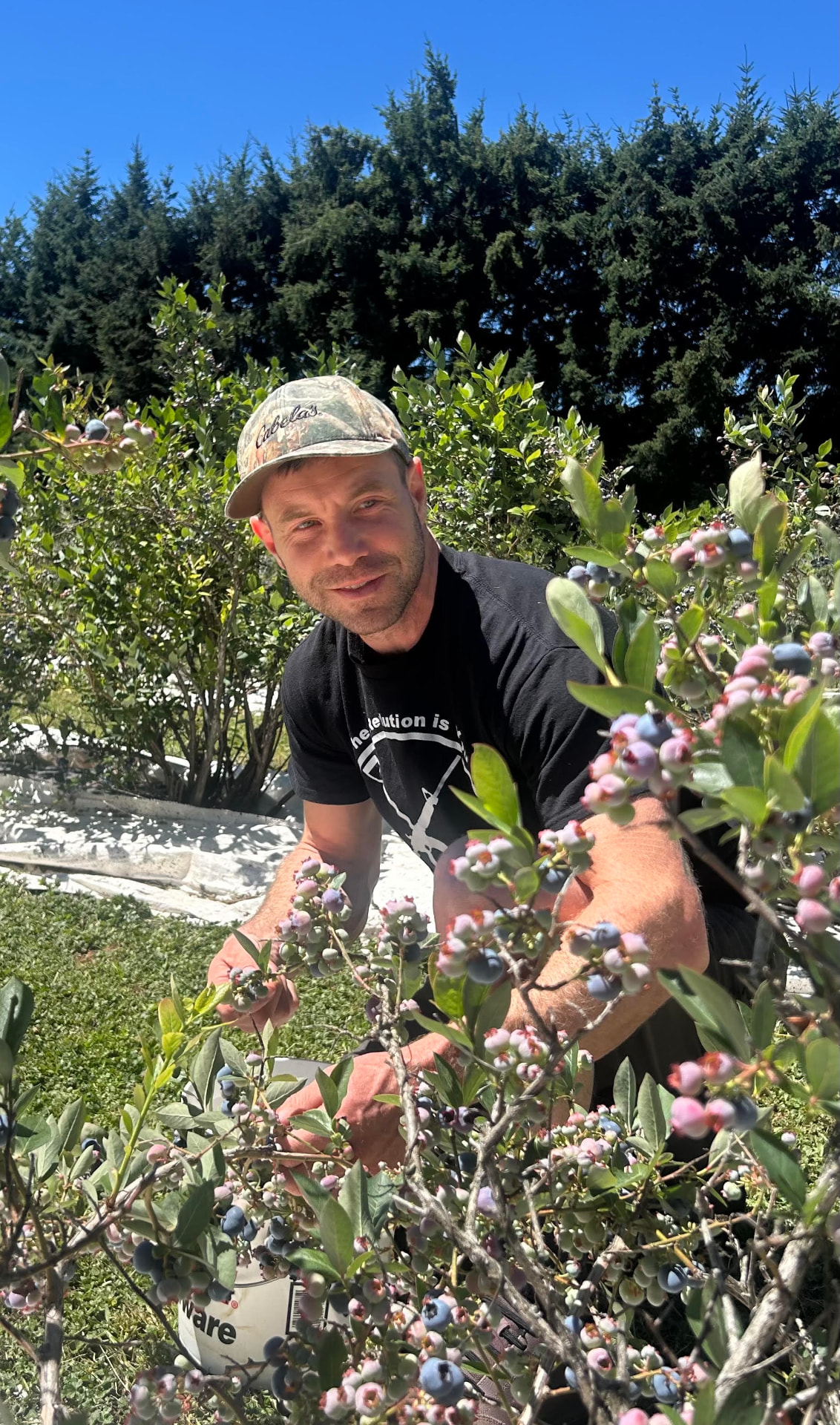 Brad Davis harvesting blueberries among bushes in his Pacific Northwest garden