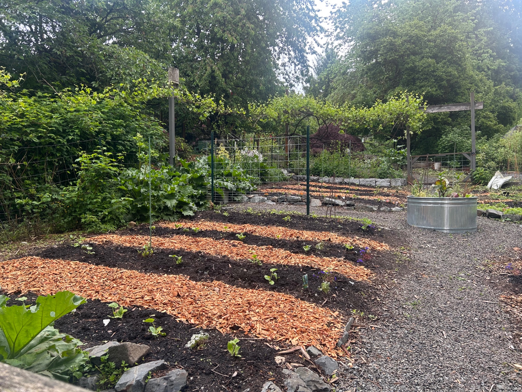 Mulched garden beds and gravel paths laid out in a Pacific Northwest yard