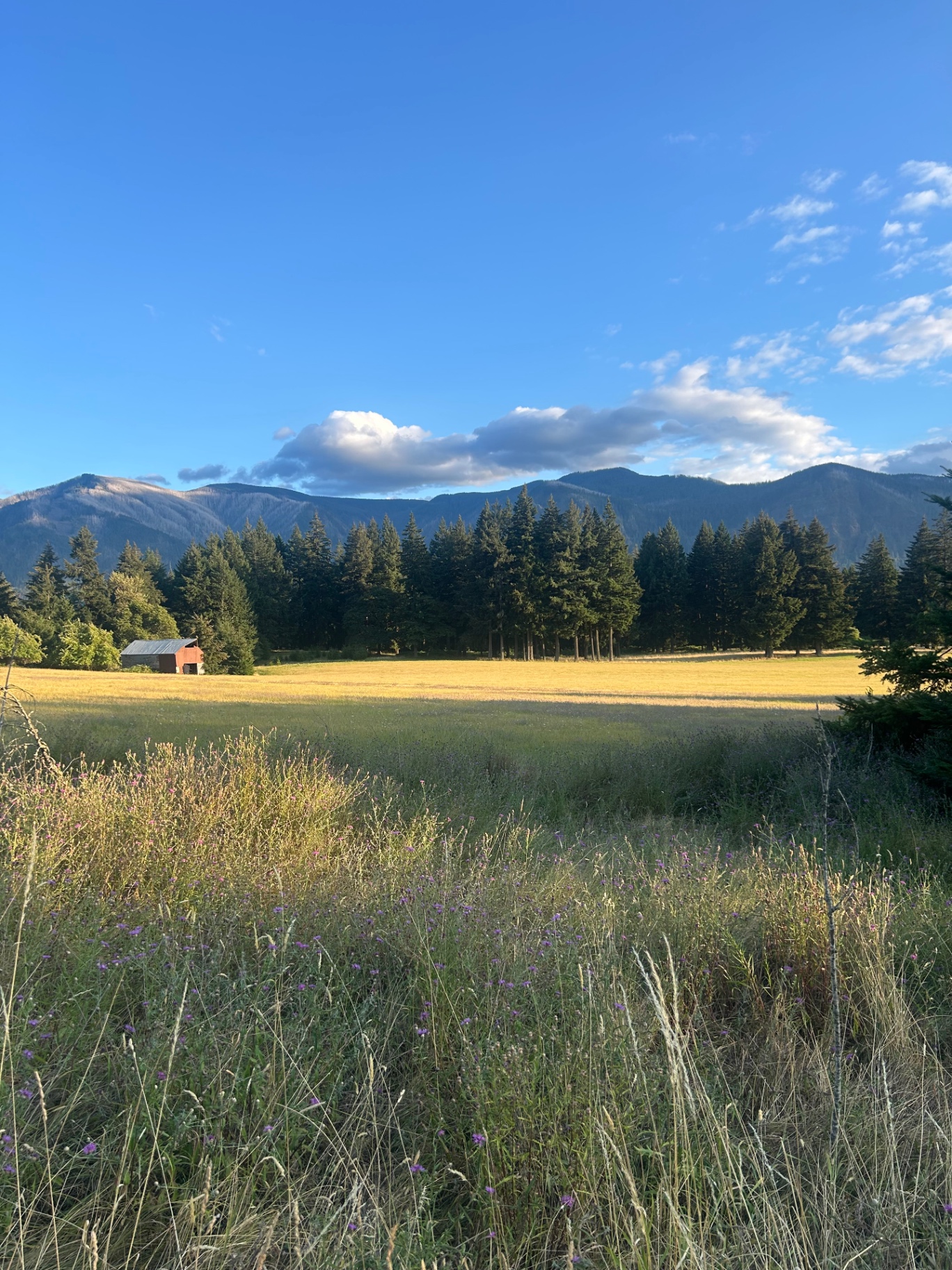 A hayfield and conifer treeline below forested Cascade foothills on a clear summer evening