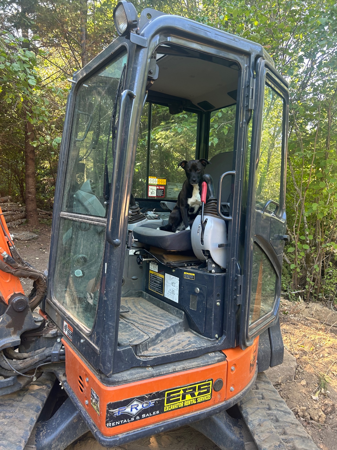 Mini excavator parked at a forest job site with the crew dog in the cab